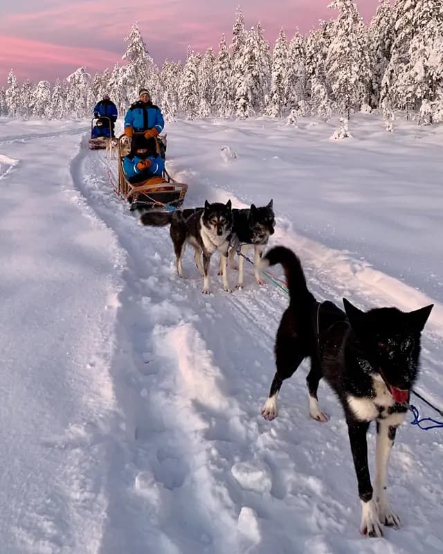 Husky dogs pulling sledges through snowy forest at sunset.